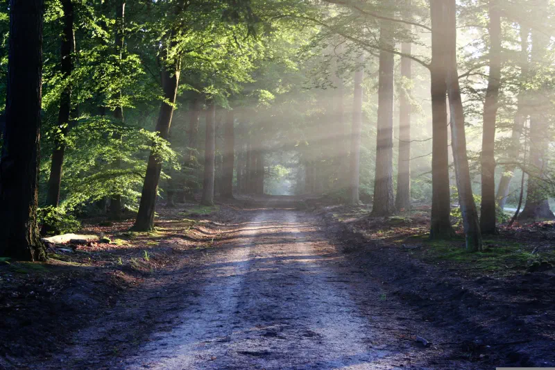 Scenic tree lined dirt road with sunrays comming through trees